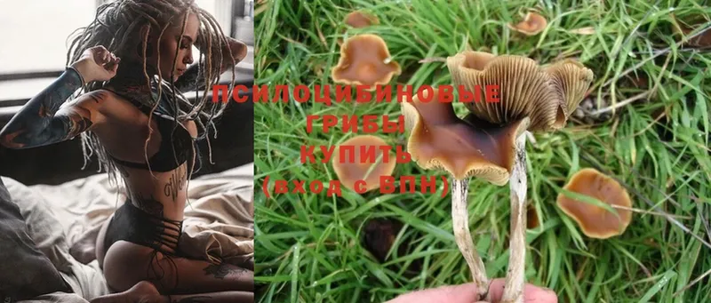 Псилоцибиновые грибы MAGIC MUSHROOMS  Кореновск 